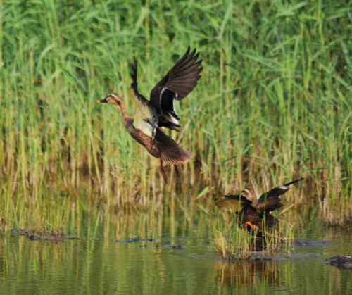 观鸟－－野鸭子