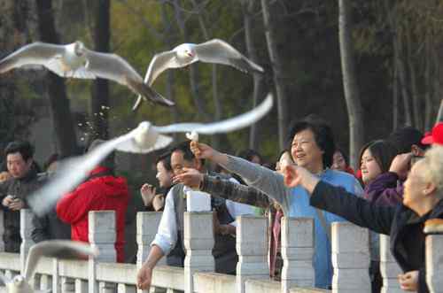昆明翠湖公园拍鸟——海鸥