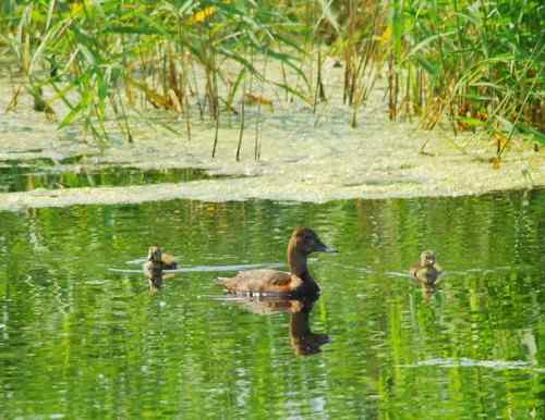 观鸟－－野鸭子