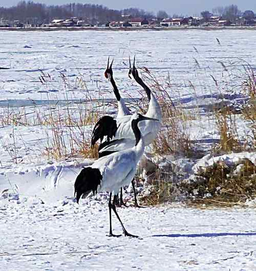 冬天的鹤——扎龙拍摄的丹顶鹤