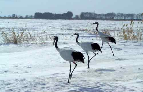 在扎龙拍摄丹顶鹤——雪地起舞