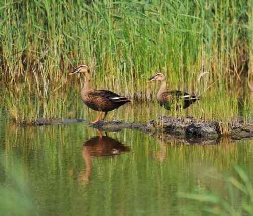 观鸟－－野鸭子