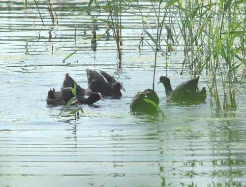 观鸟－－骨顶鸡
