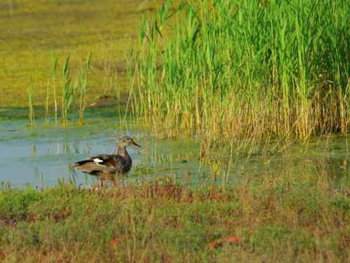 观鸟－－野鸭子
