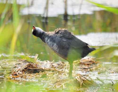 观鸟－－骨顶鸡