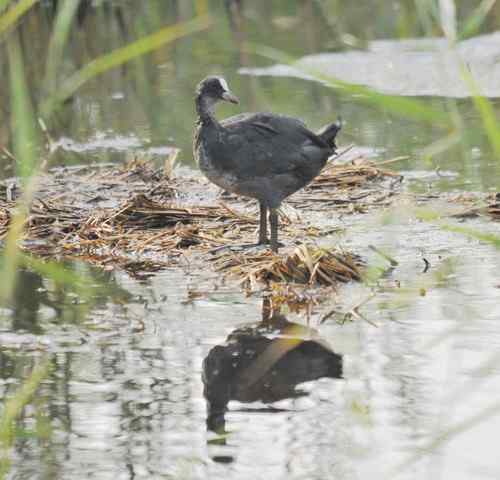 观鸟－－骨顶鸡