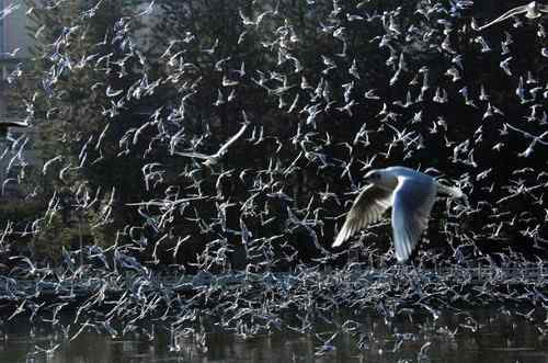 昆明翠湖公园拍鸟——海鸥