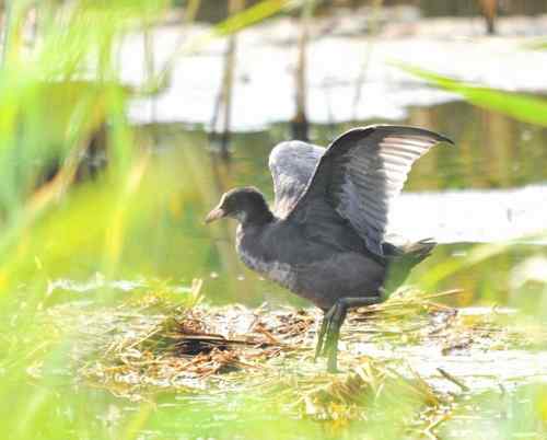 观鸟－－骨顶鸡