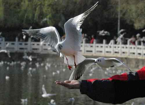 昆明翠湖公园拍鸟——海鸥
