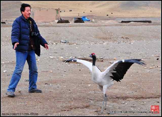 青海隆宝滩的灰鹤和黑颈鹤