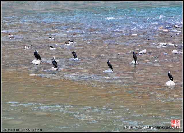 青海隆宝滩的灰鹤和黑颈鹤
