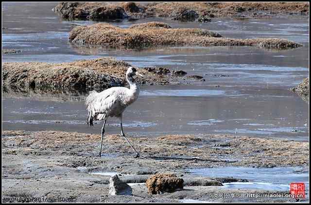 青海隆宝滩的灰鹤和黑颈鹤