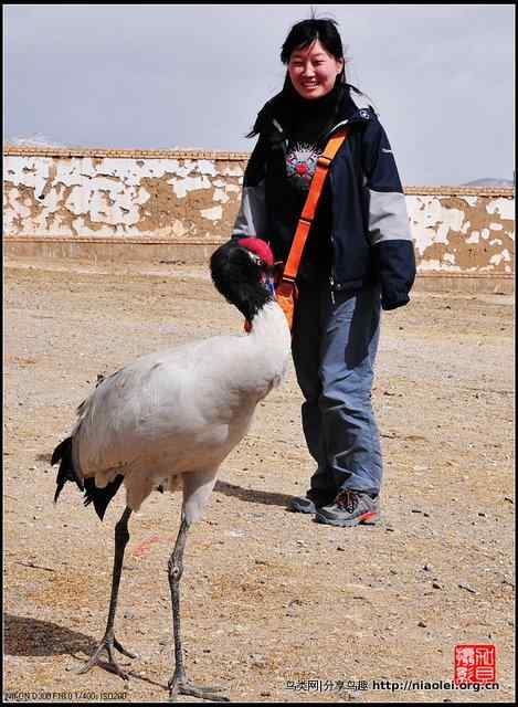 青海隆宝滩的灰鹤和黑颈鹤