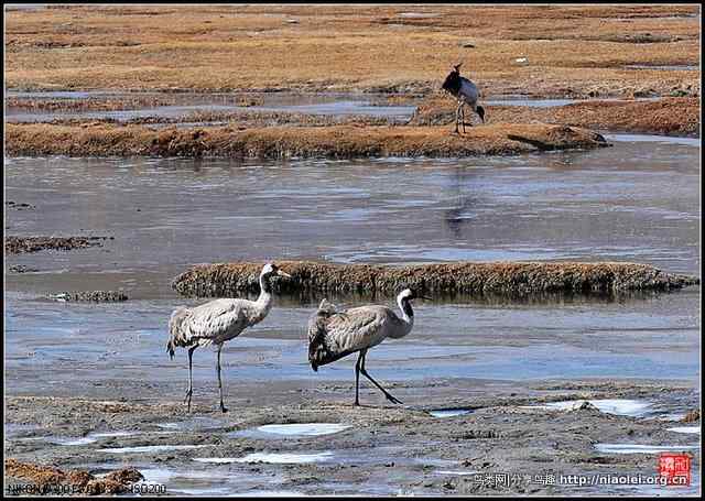 青海隆宝滩的灰鹤和黑颈鹤