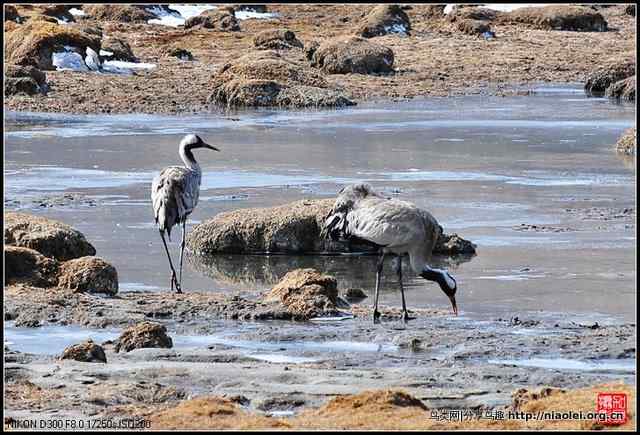 青海隆宝滩的灰鹤和黑颈鹤