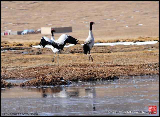 青海隆宝滩的灰鹤和黑颈鹤