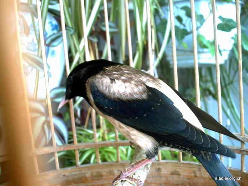 [组图]我家的八哥