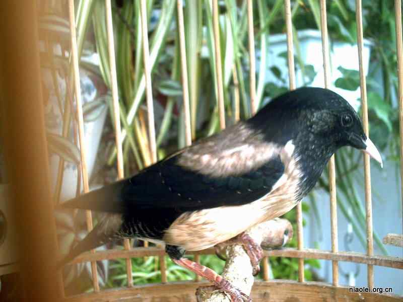 [组图]我家的八哥