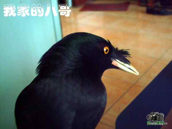 [组图]我家的八哥