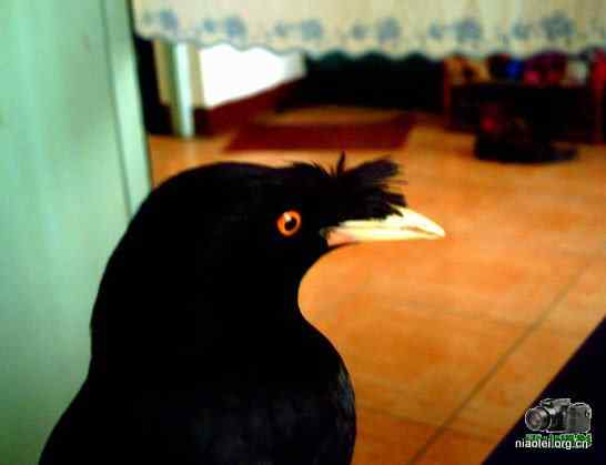 [组图]我家可爱的八哥图片