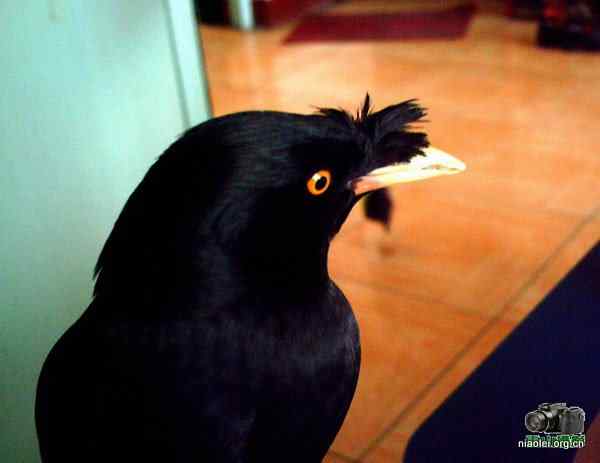[组图]我家的八哥