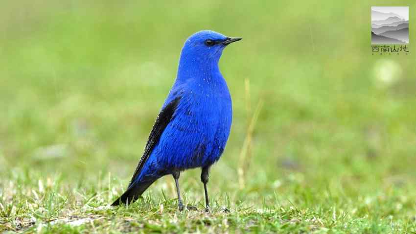 蓝大翅鸲 蓝丝绒 喜玛拉山蓝鸟