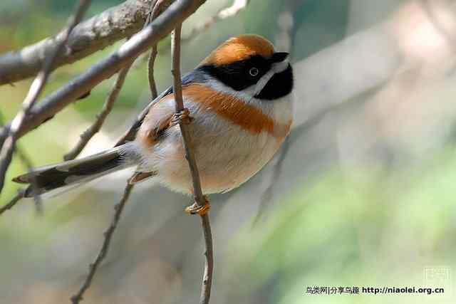 红头长尾雀摄影