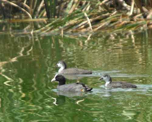 观鸟－－骨顶鸡