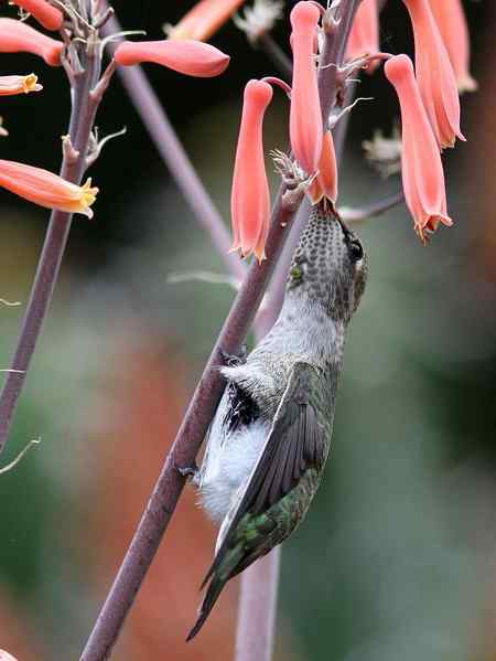 在加州拍的蜂鸟