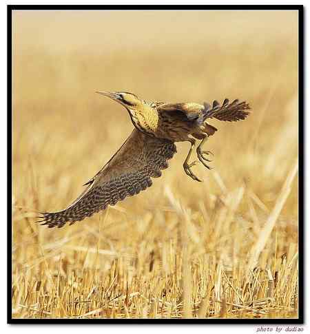 大麻鳽 个头好大的鸟