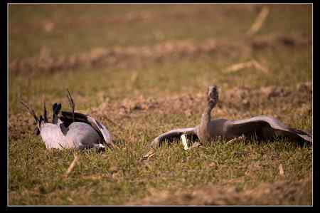 是谁害死了灰鹤？！
