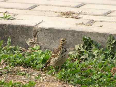 请帮忙识鹨 三门峡所拍