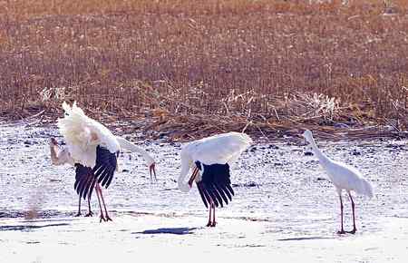 阳春三月莅临盘锦的白鹤