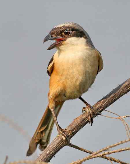 棕背伯劳展风采