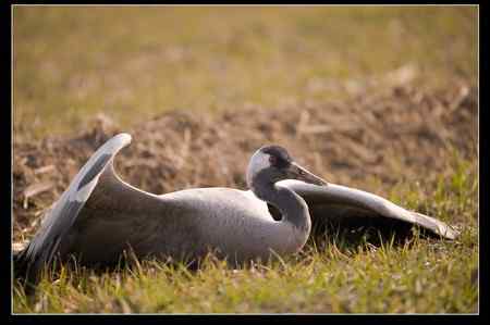 是谁害死了灰鹤？！