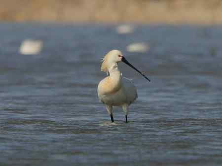 琵琶鹭 摄于科尔沁草原