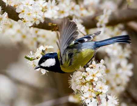 绿背山雀 吃得不亦乐