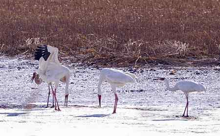 阳春三月莅临盘锦的白鹤