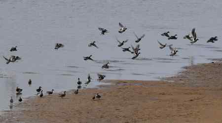 春江水暖鸭先知之白眉