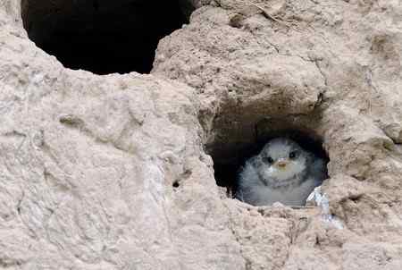 即将出飞的崖沙燕雏鸟