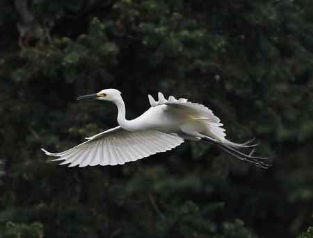 我爱象山大白鹭！