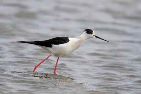 补拍黑翅长脚鹬