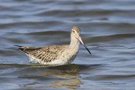 斑尾塍鹬“游泳”