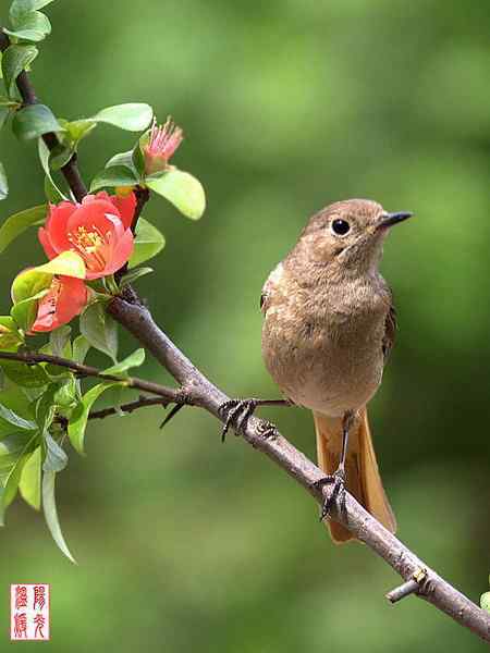 姹紫嫣红中的鸟儿