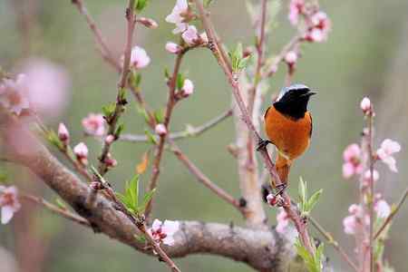 桃花雪后拍鸟忙
