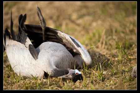 是谁害死了灰鹤？！