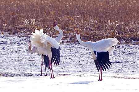 阳春三月莅临盘锦的白鹤