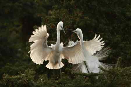 踏着夕阳归    连拍组照