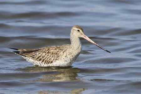 斑尾塍鹬“游泳”