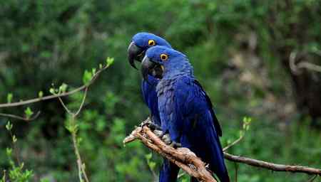 蓝色鹦鹉